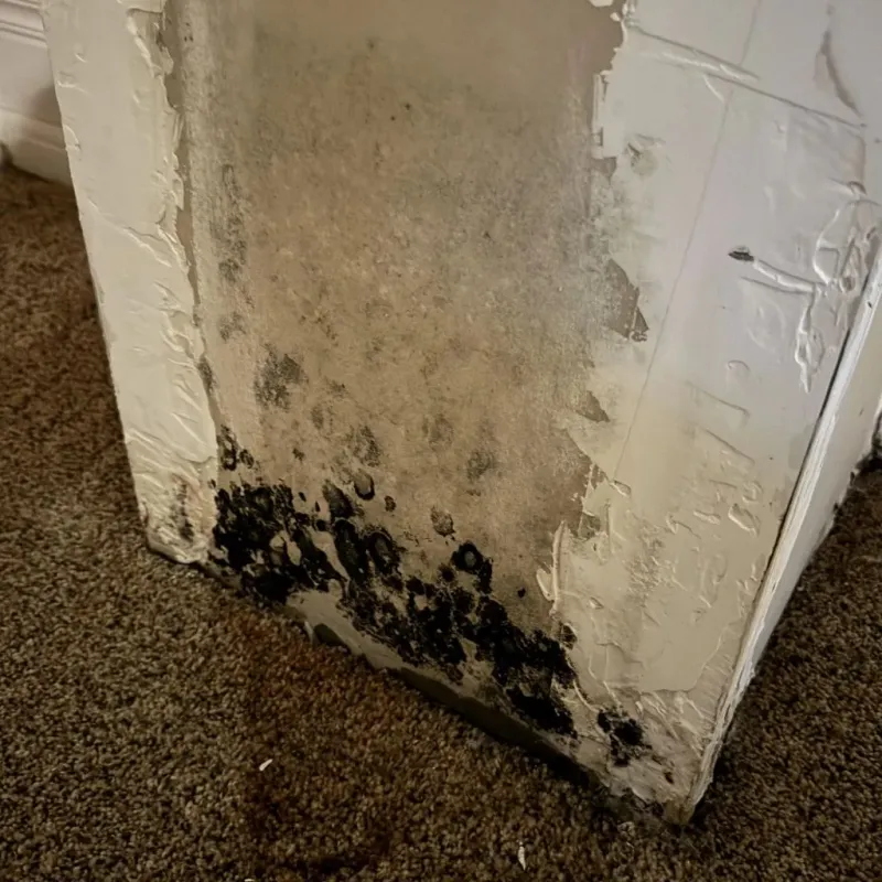 Professional Mold Removal in West Brattleboro, VT